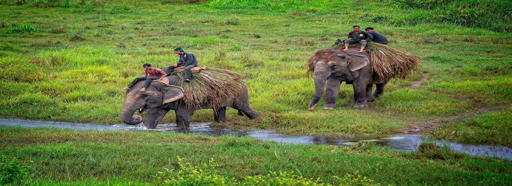 Jungle safari in Nepal