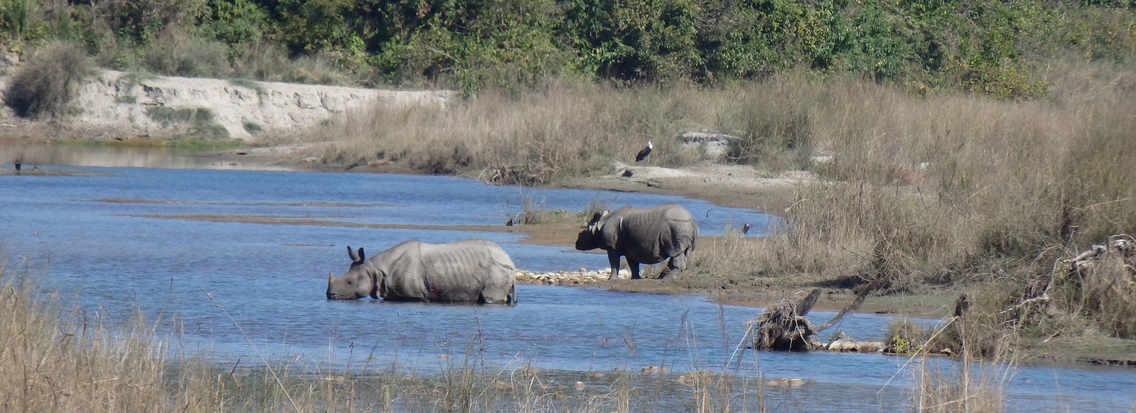 Jungle safari tour nepal