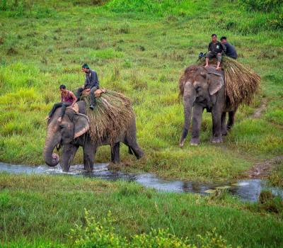 Jungle safari in Nepal